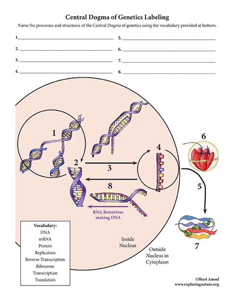 Labeled Diagram Of Central Dogma Microbiology