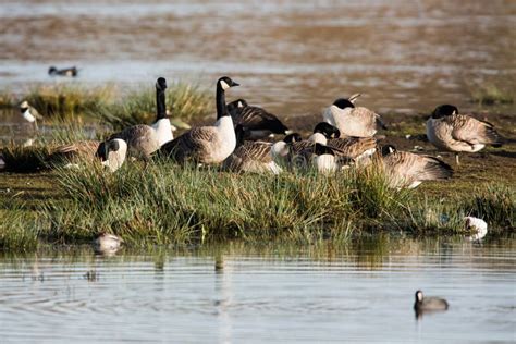 Canada Goose, Geese, Branta Canadensis. Stock Image - Image of goose ...