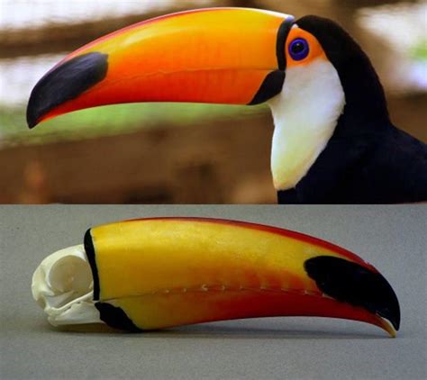 A toucan's skull | Rebrn.com