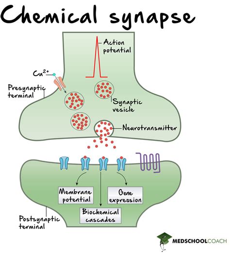 Chemical Synapse Steps