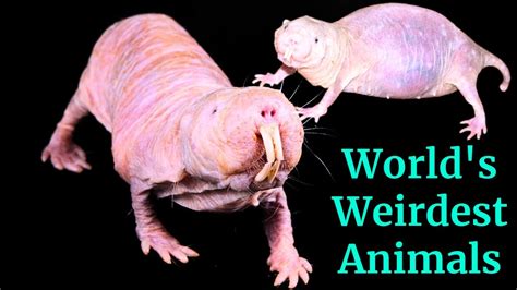 Naked Mole Rats- World's Weirdest Animals - YouTube