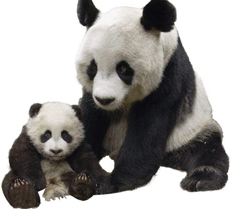Giant panda Polar bear Red panda Raccoon - Panda PNG png download - 1124*1018 - Free Transparent ...