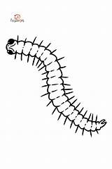 Centipede coloring page In 2021  Coloring pages sketch template