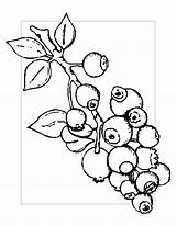 Blueberry Coloring Pages – Printable FREE sketch template