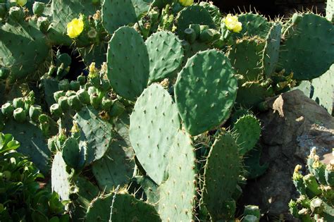File:Cactus-Prickly-Pear-3901.jpg - Wikimedia Commons