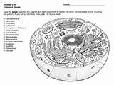 Animal And Plant Cell Coloring Guide By Clara Jastram  TPT sketch template