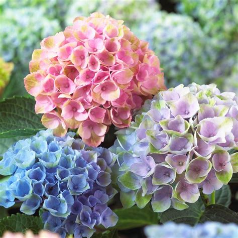 Hydrangea macrophylla Everlasting® Revolution | White Flower Farm