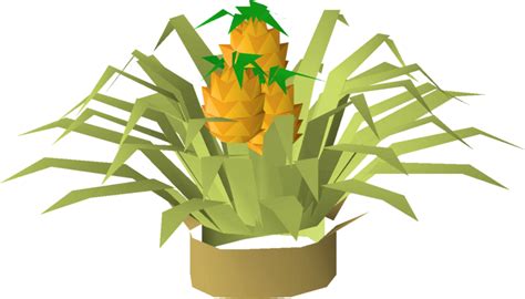 File:Pineapple plant (3 fruit).png - OSRS Wiki