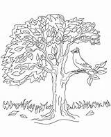Birds In Tree Coloring Pages Sketch Page sketch template