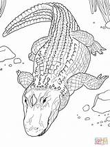 American Alligator Or Common coloring page  Free Printable sketch template