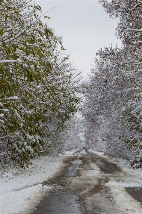 A Country Road through the Forest, a Wet Road with Snow Falling from the Trees Stock Photo ...