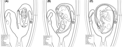 Pregnant Dolphin Ultrasound