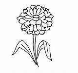 Zinnia Coloring Pages For Kids sketch template