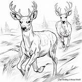 Mule Deer Coloring Pages  Free & Printable sketch template