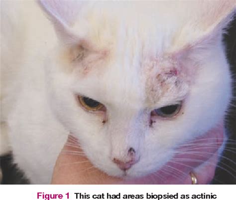 List 103+ Images Pictures Of Ear Tumors In Cats Excellent
