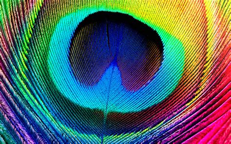 Closeup of a peacock feather : r/woahdude