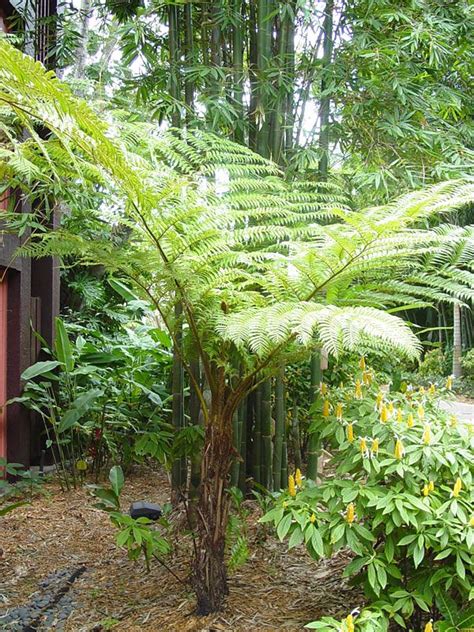 Lg. Australian Tree Fern Plant (cyathea cooperi brentwood) | Australian trees, Australian tree ...