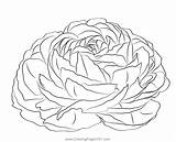 Ranunculus 1 Coloring Page For Kids  Free Buttercup Printable sketch template
