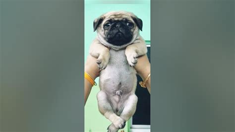 Vodafone puppy pug dog ll🐕🐕ll supur quality dog breed ll #Pet lover, # ...