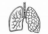 Coloring Page lungs  Human Body Systems Anatomy sketch template