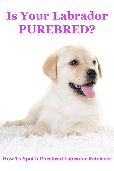 Is My Dog Purebred? - The Labrador Site