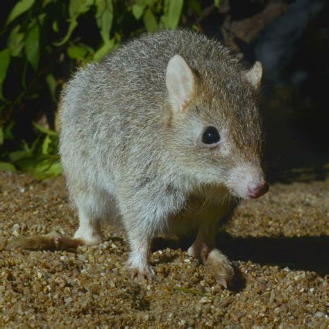 Meet the endangered Northern Bettong - AWC - Australian Wildlife Conservancy