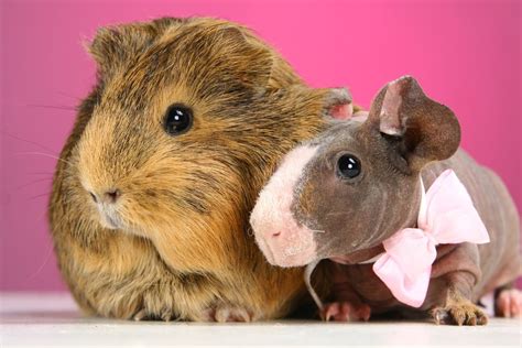 Can skinny pigs live with guinea pigs? Caring for skinny pigs