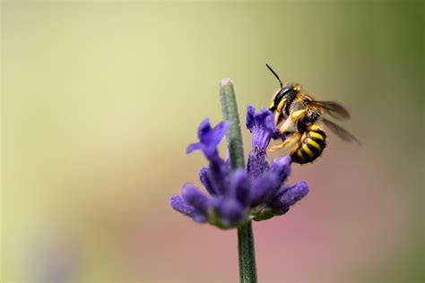 Free Images : nature, blossom, flower, petal, pollen, botany, flora, lavender, fauna ...