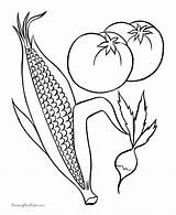 Indian Corn Coloring Page At Getcolorings Com Free Pr  Vrogueco sketch template