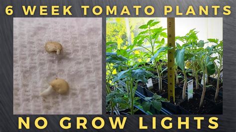 Growing Tall Tomato Seedlings Quickly - YouTube