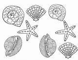 Sea Shell Coloring Page sketch template