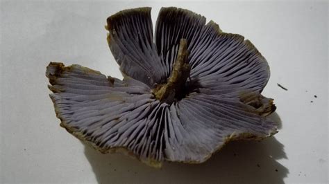 Mushroom Identification Needed - Mushroom Hunting and Identification - Shroomery Message Board