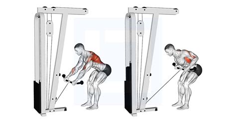 Cable Bent Over Row - Guide, Benefits, and Form