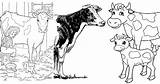 25 Free Cow Coloring Pages For Kids And Adults sketch template