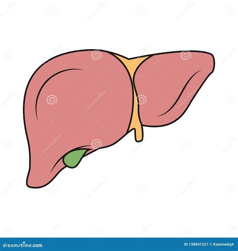 Liver Illustration. Illustration of Liver. Gallbladder Illustration ...