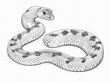 Giant Snake Coloring Titanoboa  Page sketch template