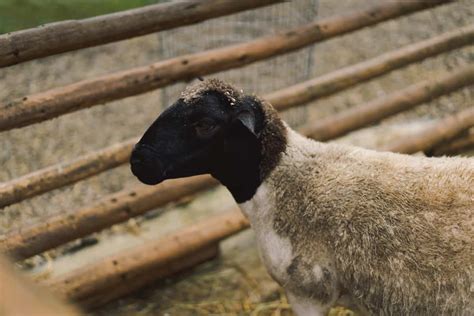 Dorper Sheep Farming in Kenya: Raising From Scratch for Breeding to ...