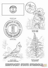 Symbol kentucky State Tree 632157 sketch template