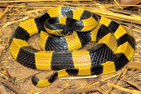 Banded krait ~ Detailed Information | Photos | Videos