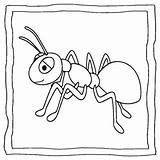 ant coloring Book  pages By Abdell Hida TPT sketch template