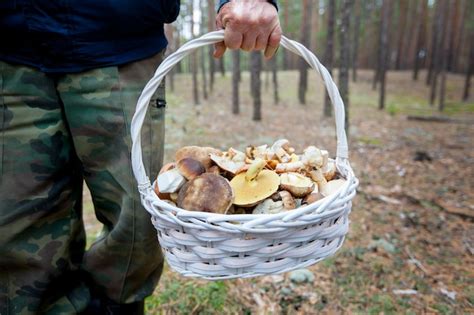 Premium Photo | Mushroom picker collected a basket of mushrooms