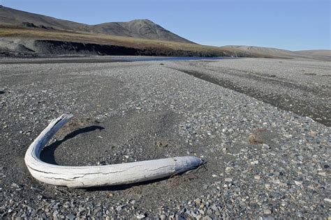 Studying the Arctic Wildlife of Russia's Wrangel Island - The Atlantic