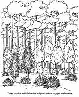 Forest Coloring Pages  Best For Kids sketch template