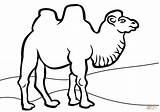 Camel Coloring Book Pages sketch template