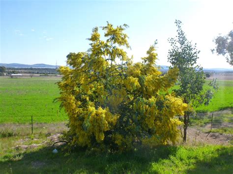 Acacia baileyana – Cootamundra Wattle | Gardening With Angus