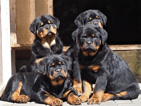 How To Pick Out A Rottweiler Puppy