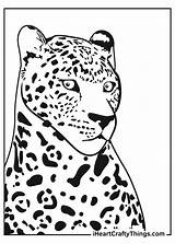 Jaguar Coloring Drawing Cheetah Cartoon Baby Pages Easy Kids Animal  sketch template