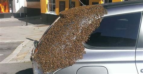 Swarm of 20,000 bees chase car for two days to rescue queen trapped inside