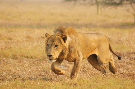 Mozambique Wildlife - Chimanimani, Zinave, Quirimbas, Gorongosa ...