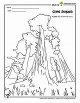 California Redwood Tree Coloring Pages  Vrogueco sketch template